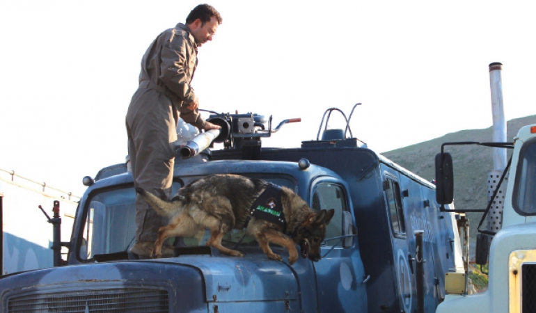 İş Köpeği Eğitimi ve Satışı