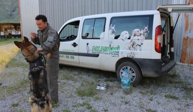 İş Köpeği Eğitimi ve Satışı