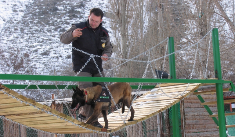 Mayın Detektör Köpeği