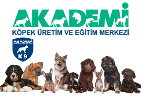 Çay-Tütün Detektör Köpeği